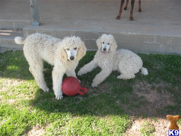 Poodle Puppies