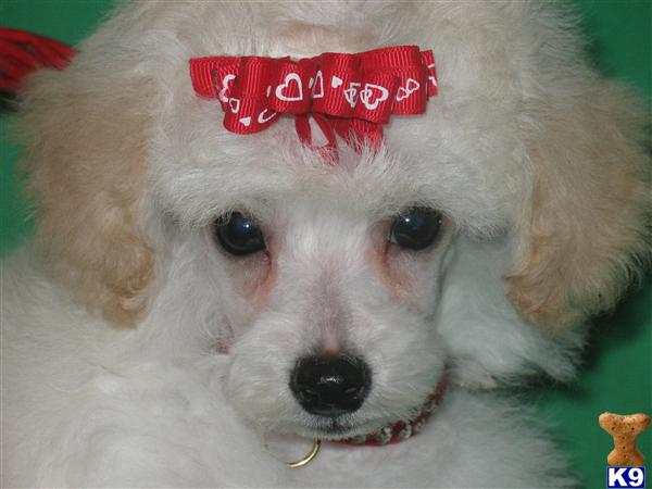 Poodle Puppies