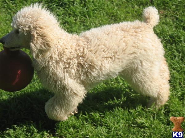 Poodle Puppies