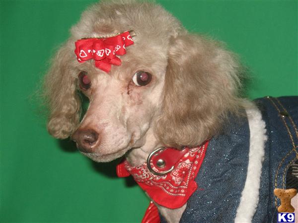 Dogs for Sale in TX