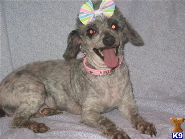 Dogs - Poodle