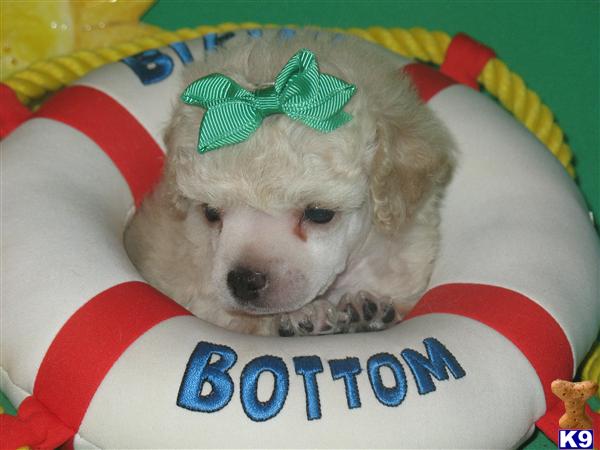 Puppies in Poolville