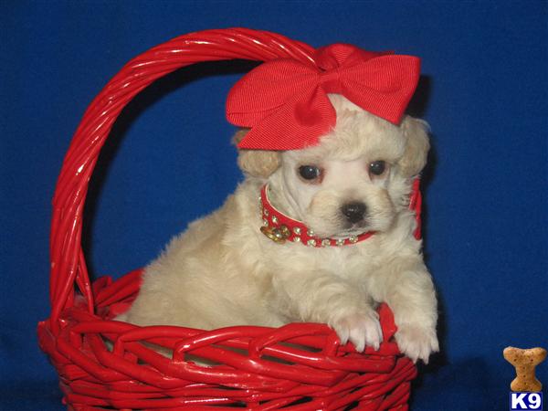 Puppies in Poolville