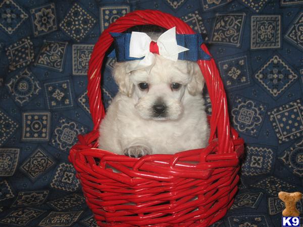 Puppies in Poolville