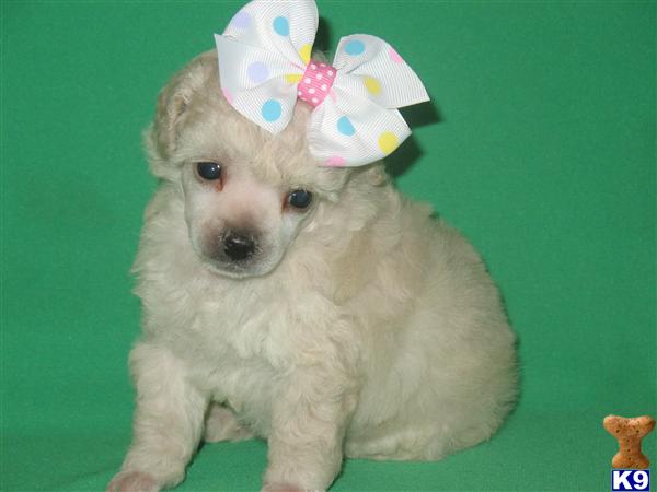Puppies in Poolville