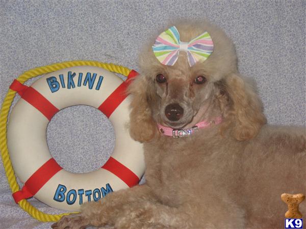 Dogs - Poodle