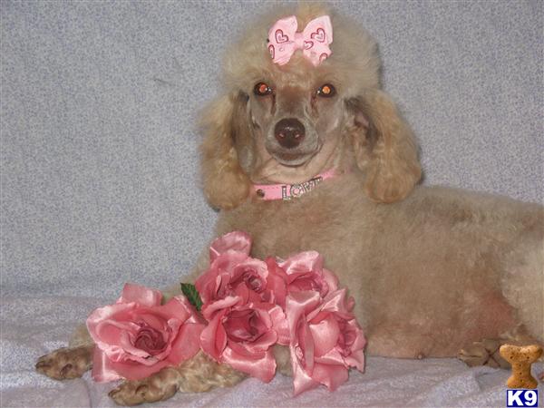 Dogs - Poodle