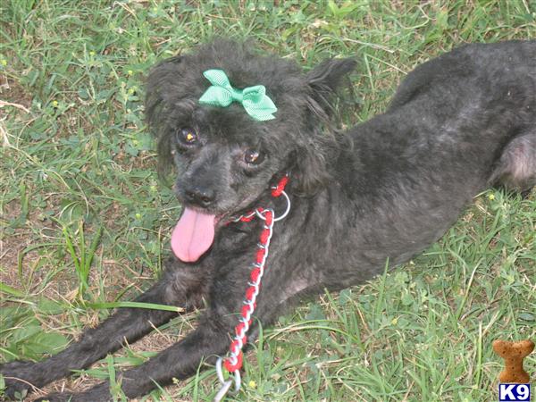 Stud Dogs - Poodle