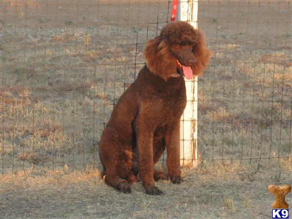 Stud Dogs - Poodle