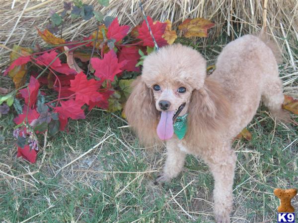 Stud Dogs - Poodle