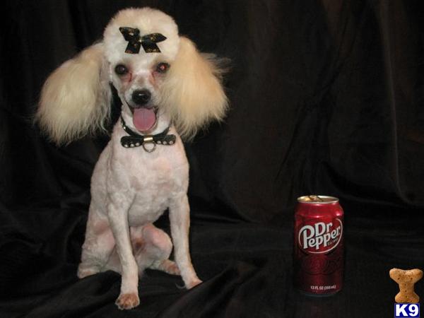 Stud Dogs - Poodle