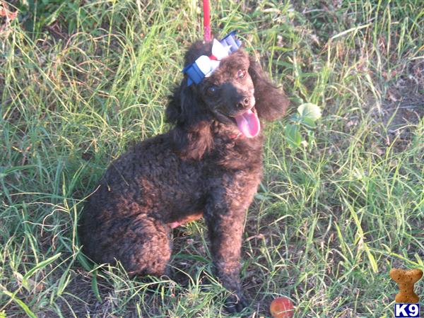 Stud Dogs - Poodle