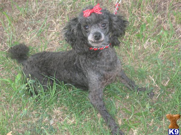 Stud Dogs - Poodle