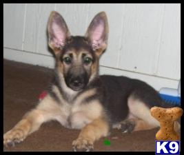 Puppies in Crockett