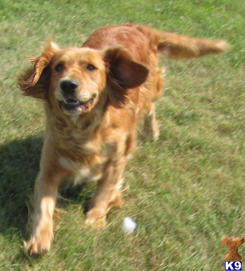 Dogs for Sale in SD
