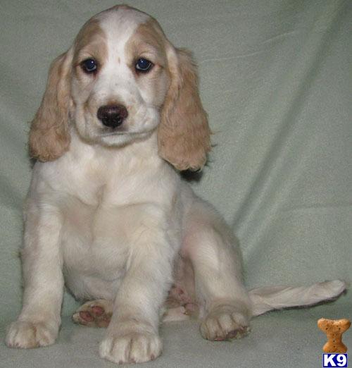 Puppies in SD