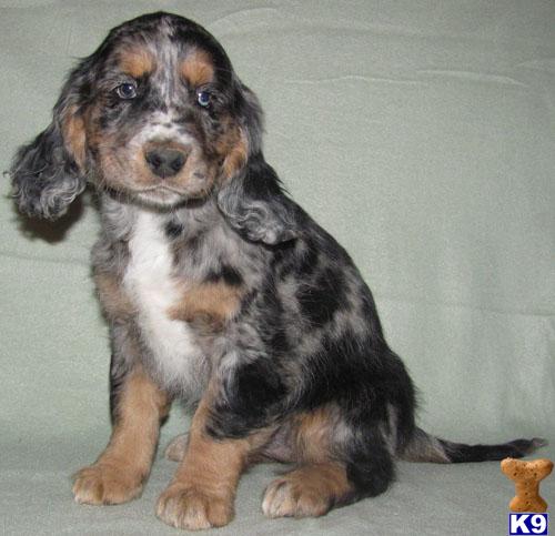 Puppies in SD