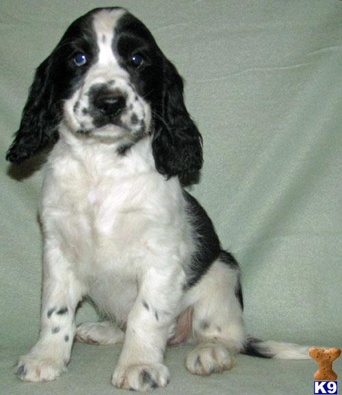 Puppies in SD