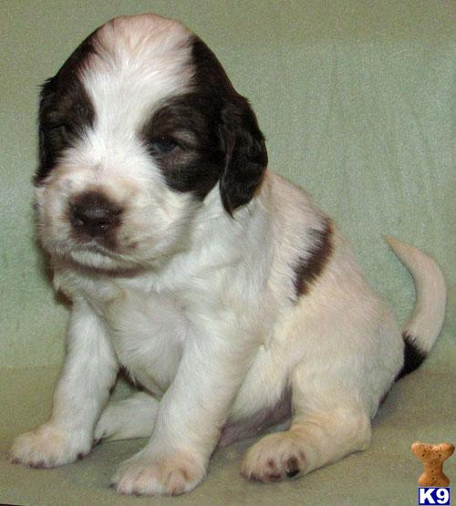 Puppies in SD