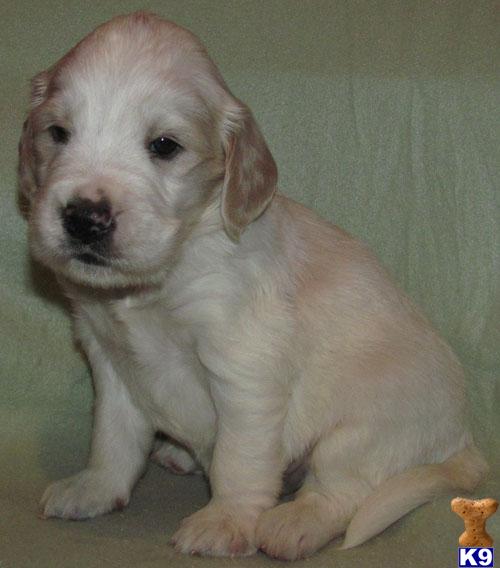 Puppies in SD