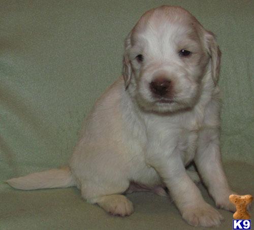 Puppies in SD