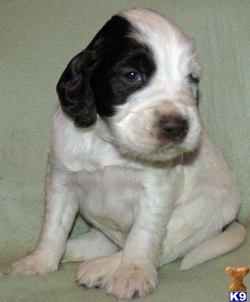 Puppies in SD
