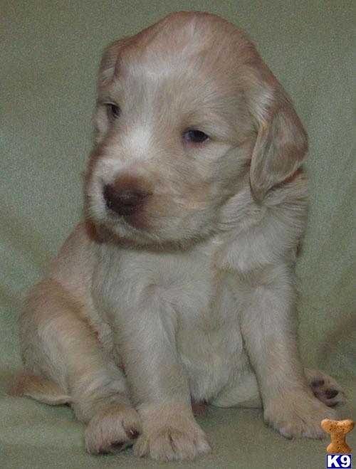 Puppies in SD