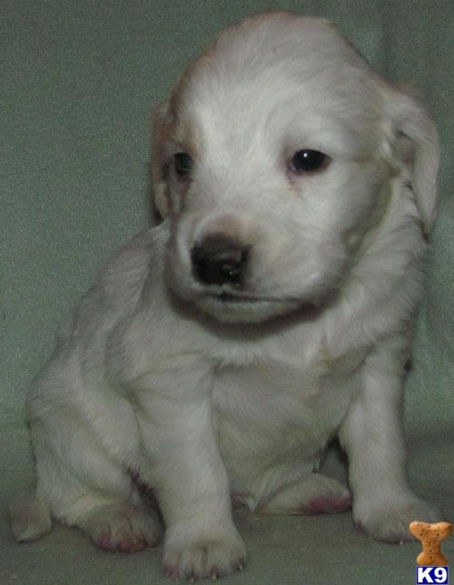 Puppies in SD