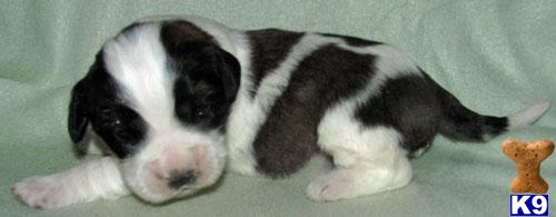 Puppies in SD