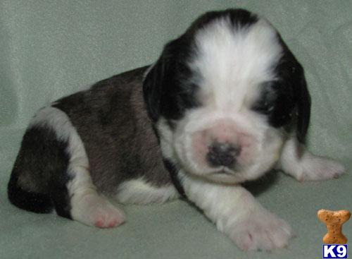 Puppies in SD