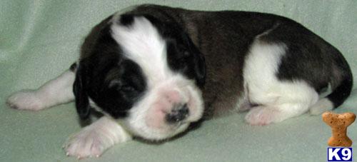 Puppies in SD