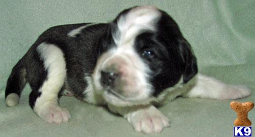 Puppies in SD