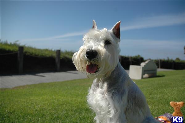 Stud Dogs - Miniature Schnauzer
