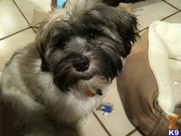Stud Dogs - Havanese
