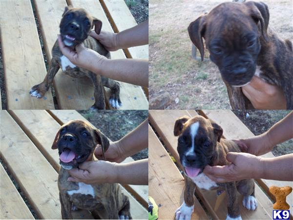 Boxer Puppies in TX