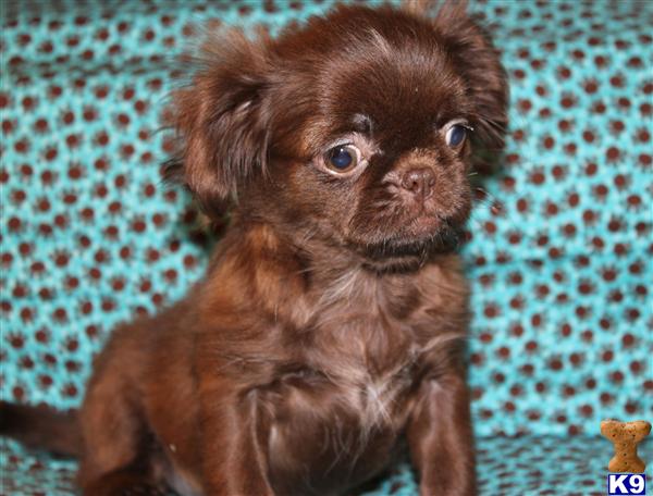 Pekingese Puppies