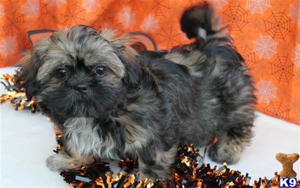Mini+shih+tzu+puppies+for+sale+in+texas