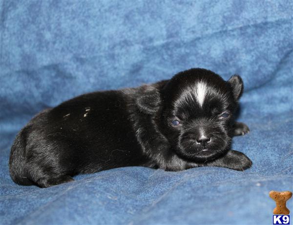Shih Tzu Puppies in TX