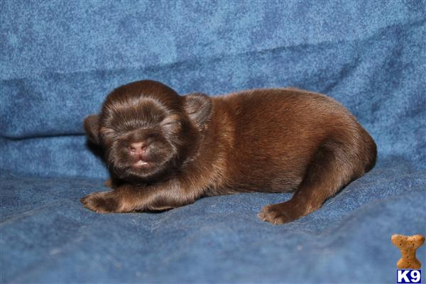 Shih Tzu Puppies in TX