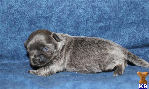 Shih Tzu Puppies in TX