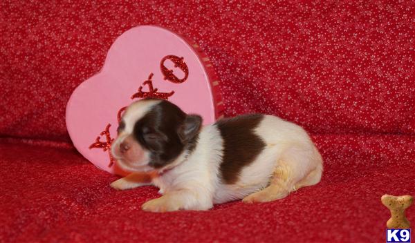 Shih Tzu Puppies