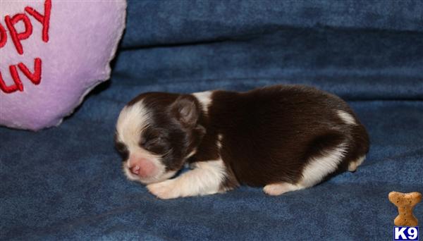 Shih Tzu Puppies