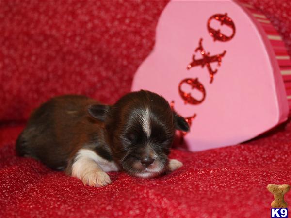 Shih Tzu Puppies