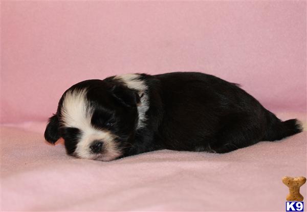 Shih Tzu Puppies