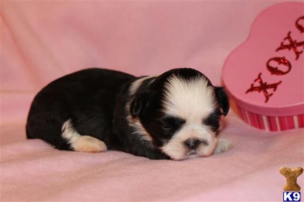 Shih Tzu Puppies