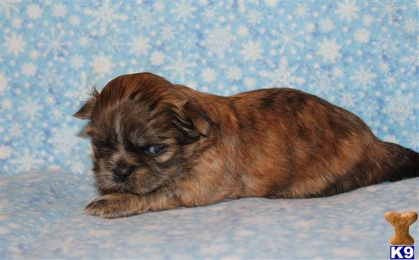 Shih Tzu Puppies