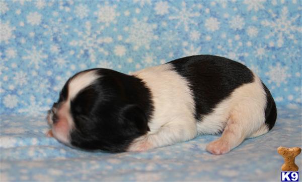Shih Tzu Puppies