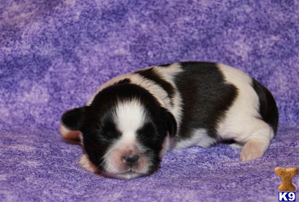 Shih Tzu Puppies