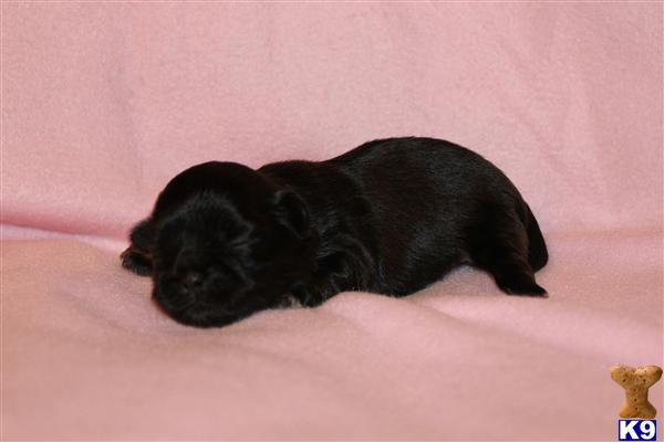 Shih Tzu Puppies