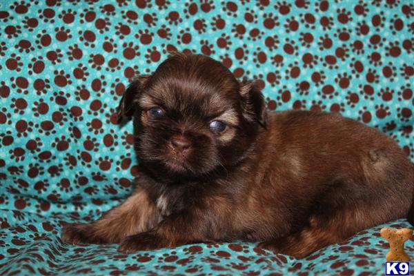 Shih Tzu Puppies